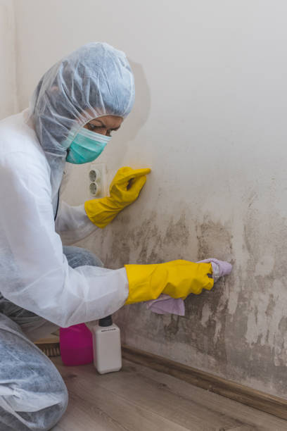 Mold Remediation for Rental Properties in Garberville, CA