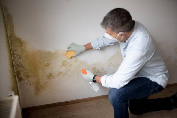 Mold Documentation for Insurance Claims