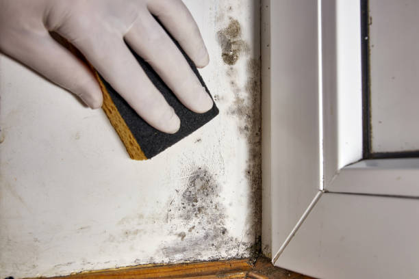 Best Attic Mold Removal  in Garberville, CA