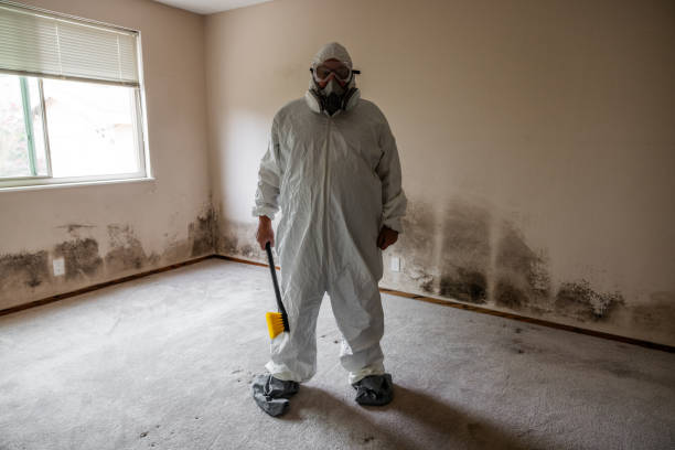 Reliable Garberville, CA Mold Removal Solutions